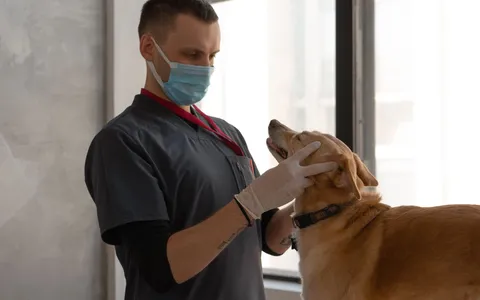 Veterinarian in scrubs gently examining a dog's head in a clinic